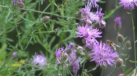 Flowers and insects Vídeo Stock 11625772