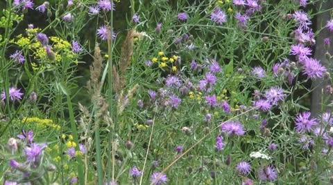 Flowers and insects Vidéo 11626490