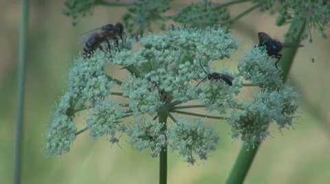 Flowers and insects Stock Footage 11626495