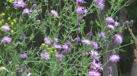 Flowers and insects Видео 11626496
