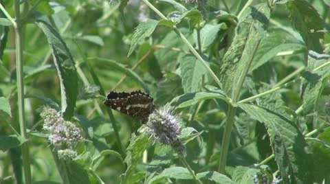 Flowers and insects Vidéo 11626497