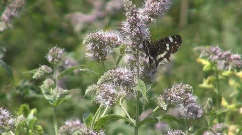 Flowers and insects 動画素材 11626498