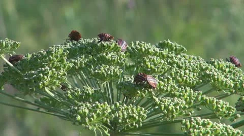 Flowers and insects Vídeo Stock 11626499