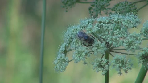 Flowers and insects Video stock 11626500