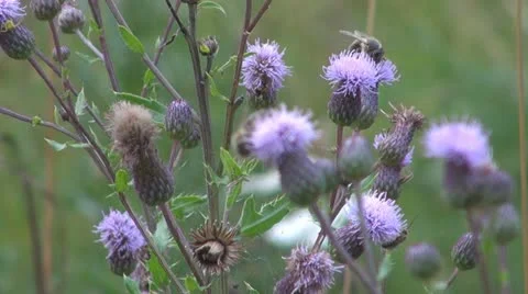 Flowers and insects Stock Footage 11687727