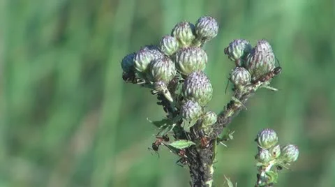 Flowers and insects Vídeo Stock 11688057
