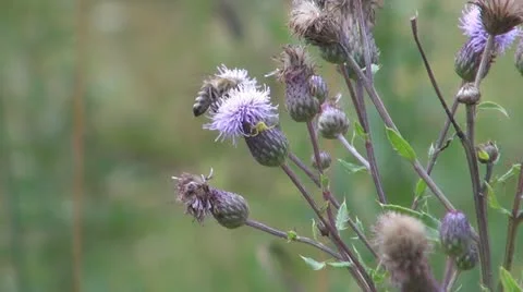 Flowers and insects Видео 11688282