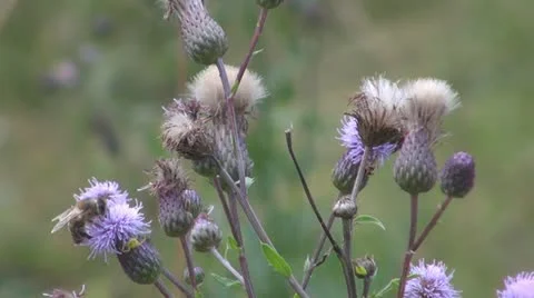 Flowers and insects Video stock 11725792