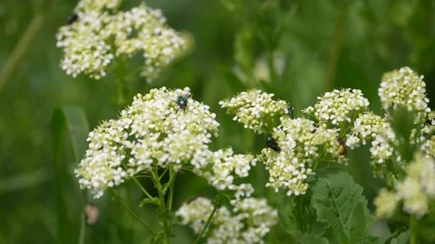 Flowers and insects. Spring day. Bee gathering pollen Stock Footage 240927428