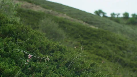 Flowers and juniper on the hillside Stock Footage 221002345