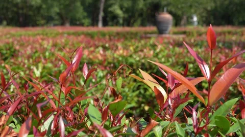 Flowers and a labyrinth / maze Stock Footage 296091606