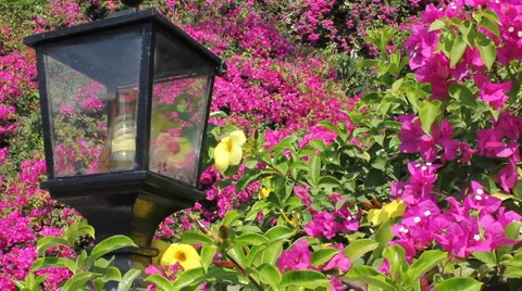 Flowers and lamp post Stock Footage 1066475