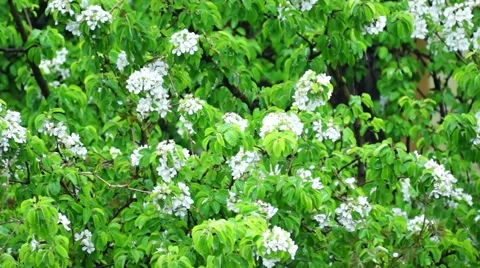 Flowers and leaves of the Apple tree in the rain. Stock Footage 49965124