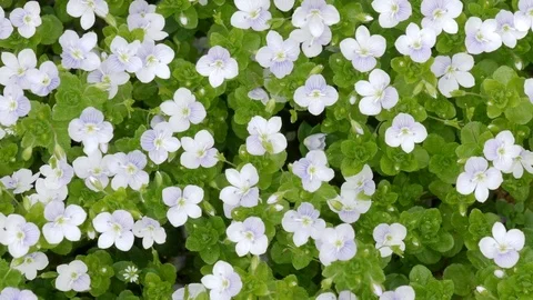 Flowers and leaves. Stock Footage 77007567