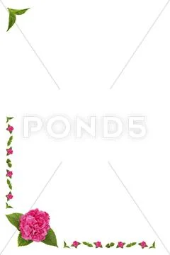 Flowers and leaves of hydrangea, the frame / border Stock Illustration
