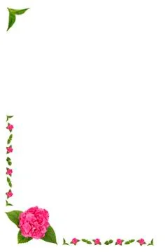 Flowers and leaves of hydrangea, the frame / border Stock Illustration