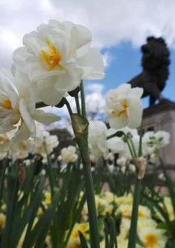Flowers and Lion Stock Photos