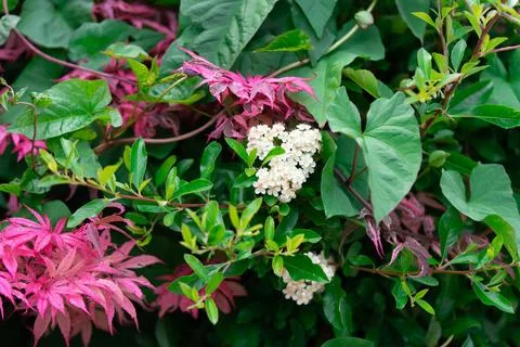 Flowers and maple 스톡 사진