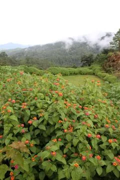 Flowers and mountain Stock Photos