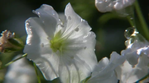 Flowers and nature Видео 1635197