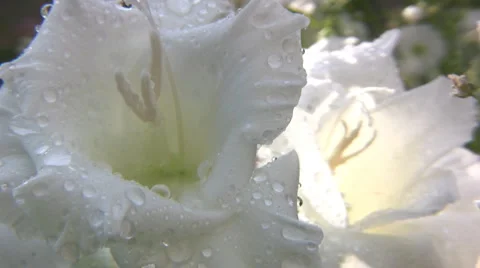 Flowers and nature Vidéo 1638494