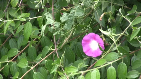 Flowers and nature 库存影片 2296813