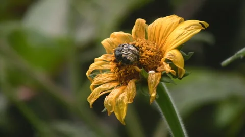 Flowers and nature Видео 2361707