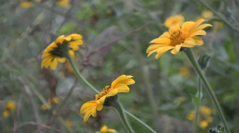 Flowers and nature 库存影片 2608013