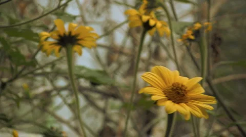 Flowers and nature Vidéo 2609087