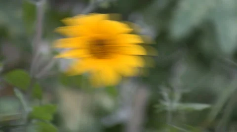 Flowers and nature 库存影片 2734804