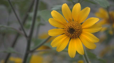 Flowers and nature Vidéo 2915513