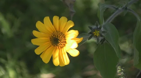 Flowers and nature Видео 3476698