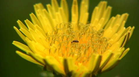 Flowers and nature Video stock 5377186