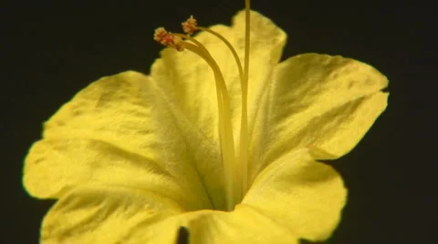 Flowers and nature Vidéo 5502792