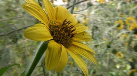 Flowers and nature 動画素材 5668704