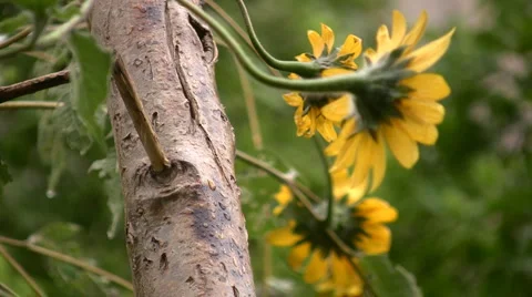 Flowers and nature Vidéo 5712159