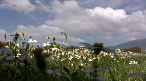 Flowers and nature 库存影片 6877561