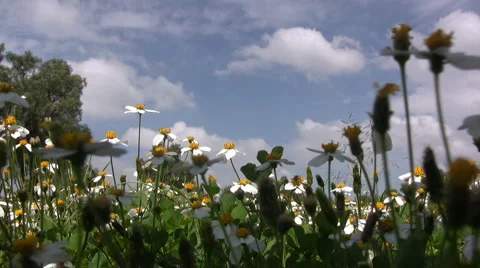 Flowers and nature 库存影片 6883763