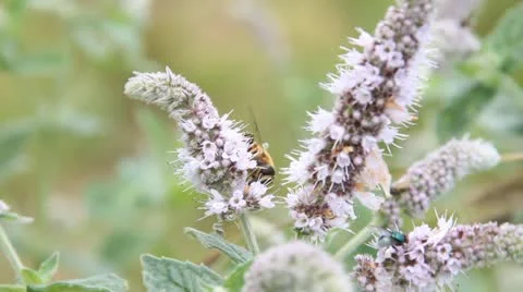 Flowers and nature Stock Footage 12009454