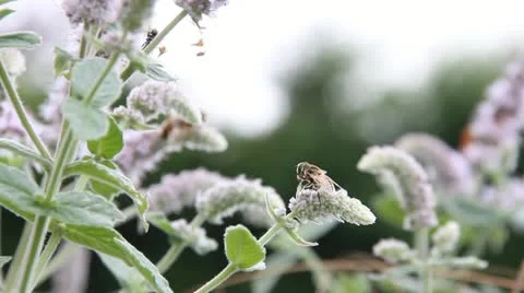 Flowers and nature Video stock 12009523