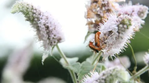 Flowers and nature Stock-Footage 12013546