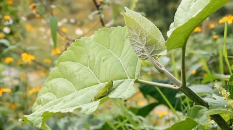 Flowers and nature 스톡 동영상 12519853