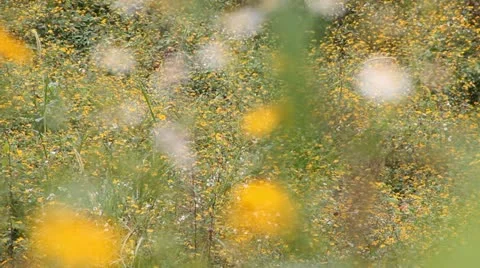 Flowers and nature Stock-Footage 12521544