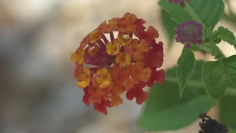 Flowers and Nature Stock Footage 167568428