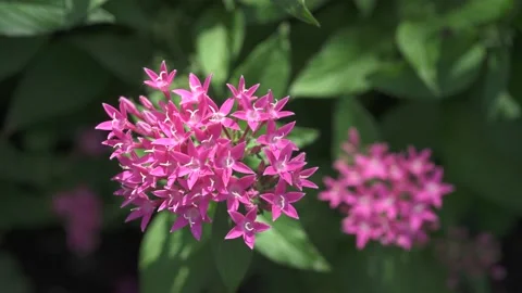 Flowers and Nature Video stock 167568698