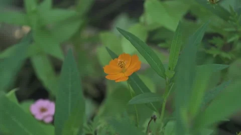 Flowers and Nature Video stock 167568897