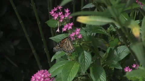 Flowers and Nature Video stock 167568968