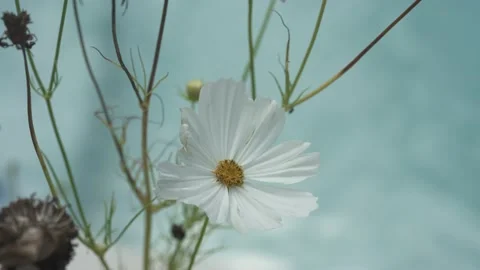 Flowers and Nature Stock Footage 167569030