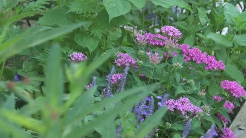 Flowers and Nature Stock Footage 167569260