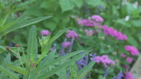 Flowers and Nature Video stock 167569655
